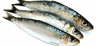 Réouverture de la pêche de la sardine en Baie de Seine